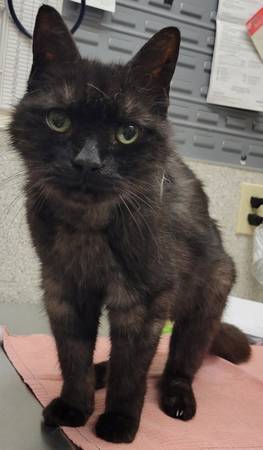 Found cat