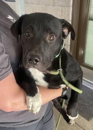 Found dog