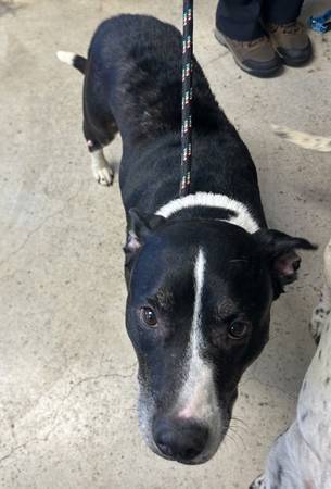 Found Dog in Cheshire