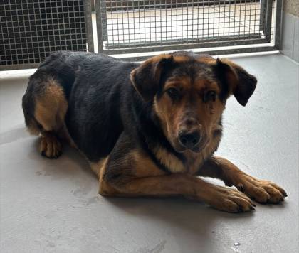 Found dog