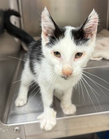 Found cat