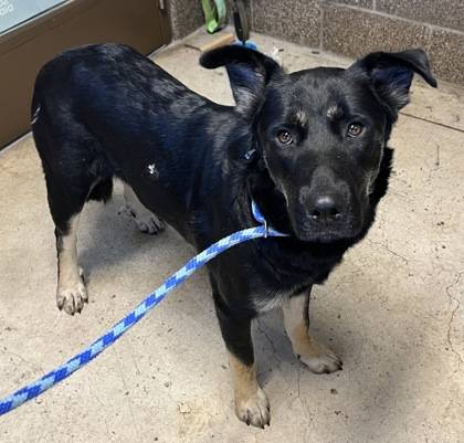 Found dog