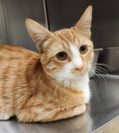 Found cat