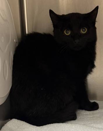 Found cat