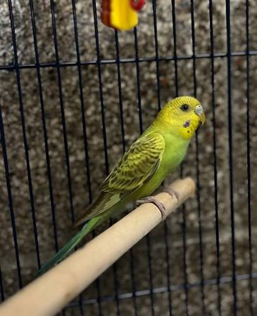 Found bird