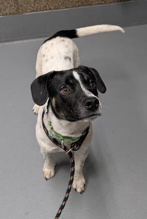Found dog