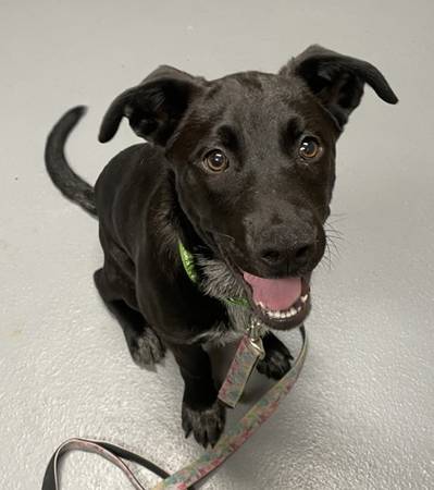 Found dog