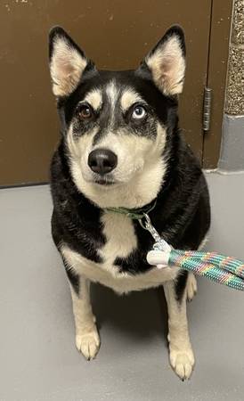 Found dog