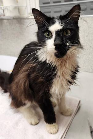 Found Cat in Horton Dam Reservoir