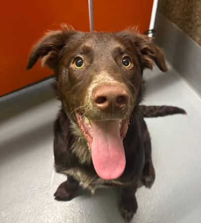 Found dog