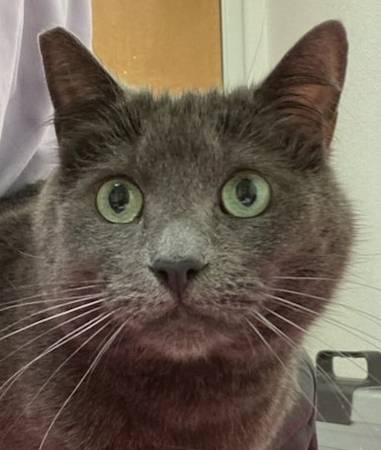 Found cat