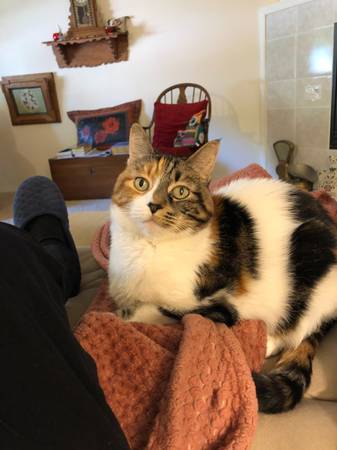 Lost Cat in Cottage Grove
