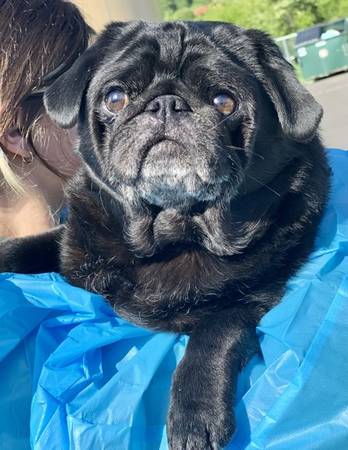 Found dog
