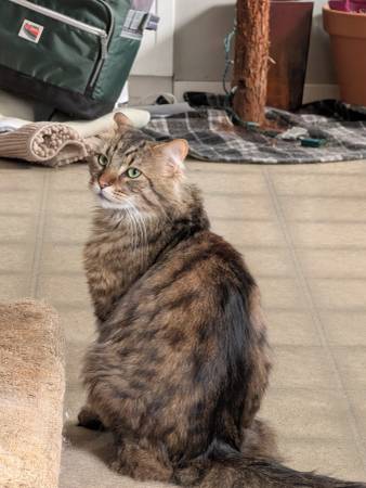 Lost Cat in Springfield
