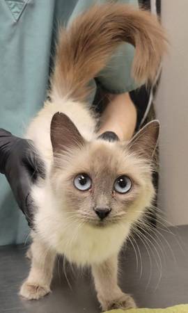 Found cat