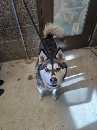 Found dog
