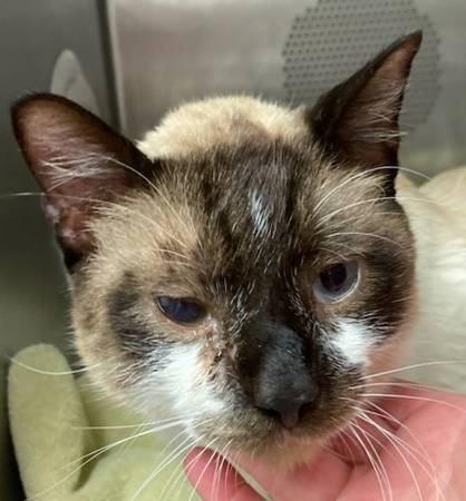 Found cat