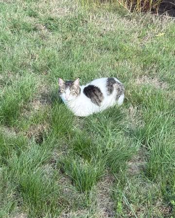 Found cat