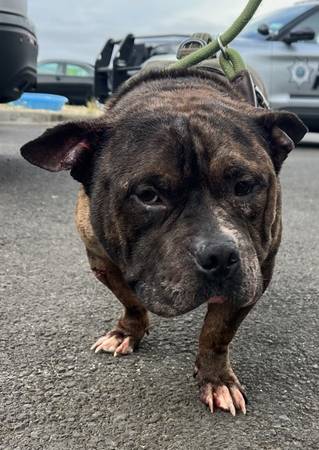 Found dog