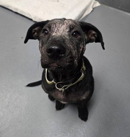 Found dog