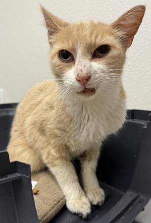 Found cat
