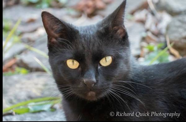 Lost Cat in Eureka Springs