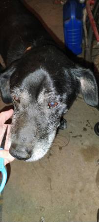 Found dog