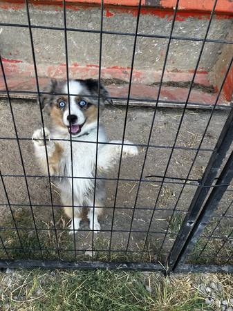 Lost Dog in Sulphur Springs