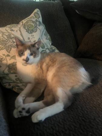 Lost cat