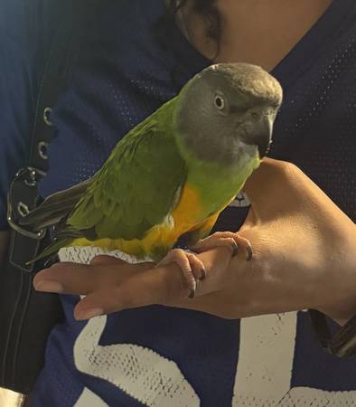 Lost Bird in Fayetteville