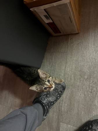 Found Cat in Raeford