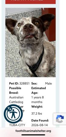 Found Dog in Tuba City