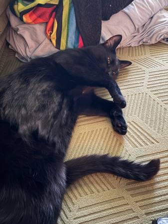 Lost Cat in Presidio