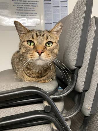 Lost Cat in Loveland