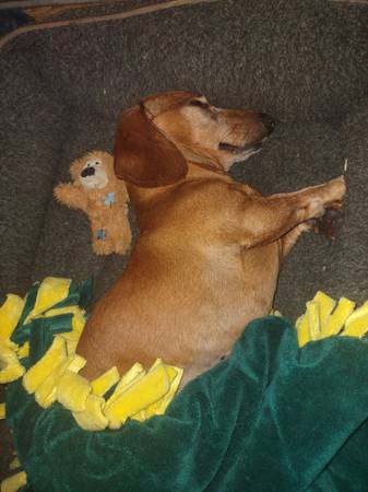Lost Dog in Windsor