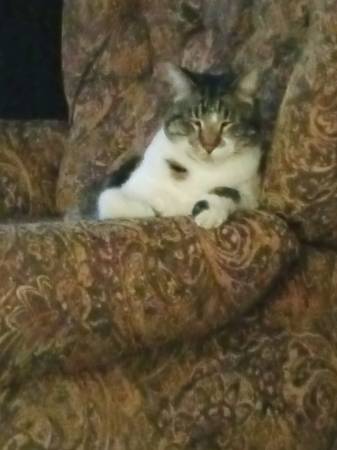 Lost cat