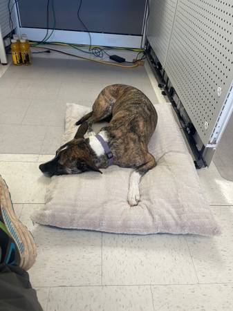 Lost Dog in Fort Collins