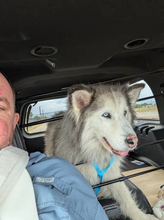 Found dog