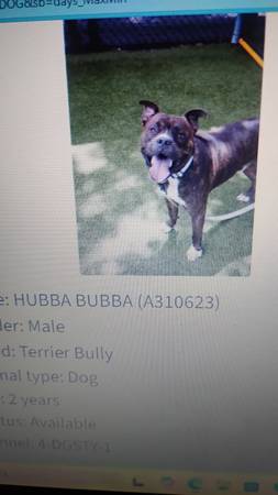 Found dog