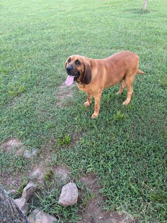 Lost Dog in Marble City