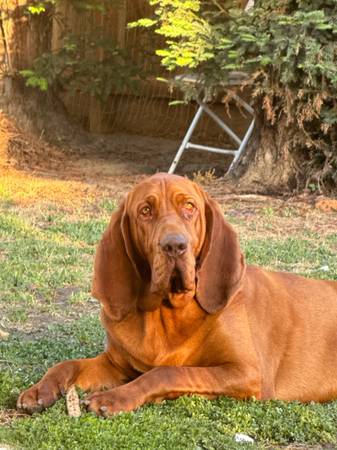 Lost dog