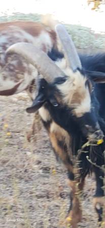 Lost goat