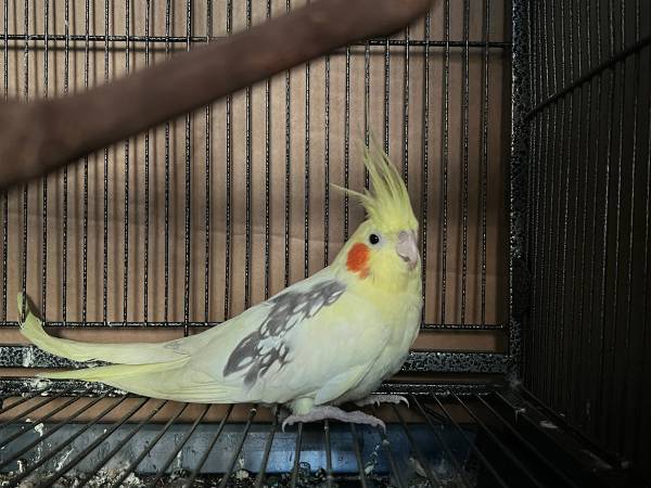 Found bird