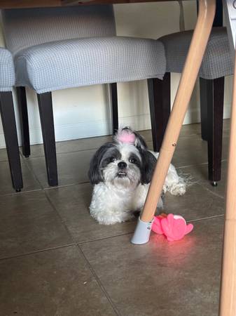 Lost Dog in Fresno