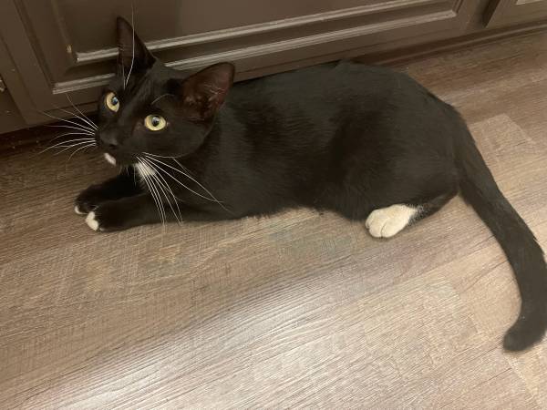 Found Cat in Fresno