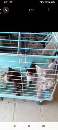 Found cat