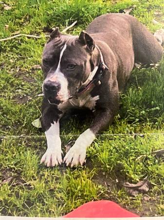 Lost Dog in Chestnut And Church