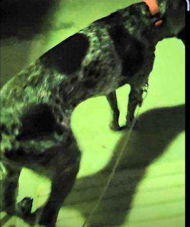 Found Dog in Coalinga