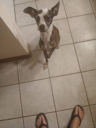 Found dog
