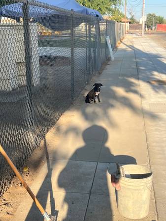 Lost dog
